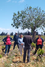 Cargar imagen en el visor de la galería, Los Aromas de Son Roig